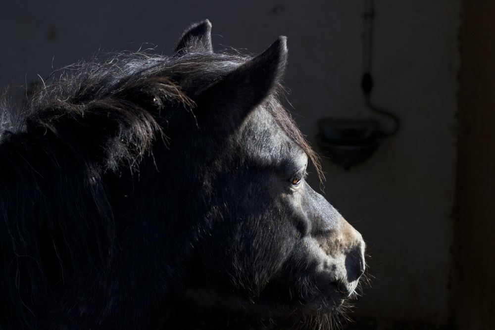 Easy Horse Care Rescue Centre pony