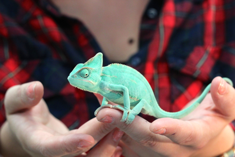 A bright green chameleon, held in a young woman's hands.