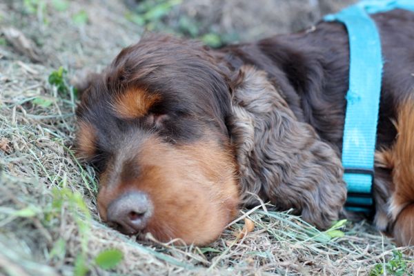 Our cocker spaniel friend, Cooper