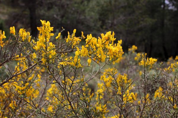 Spring flowers growing wild on the Sierra Mariola mountain range in Spain