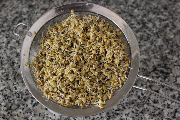 Raw sprouted lentils are more easily digestible