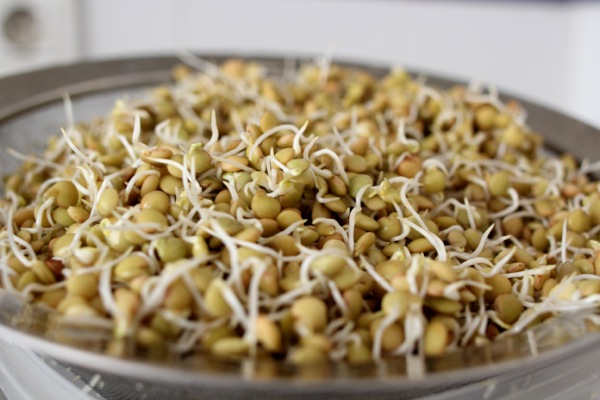 Sprouted lentils ready to be made into African-style dip