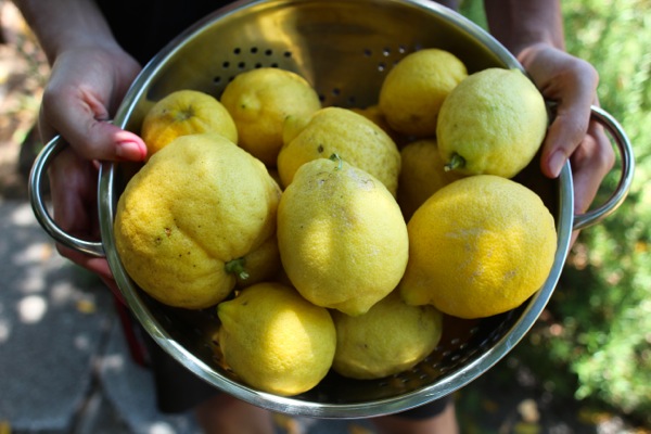Lemons freshly picked and ready to make limoncello
