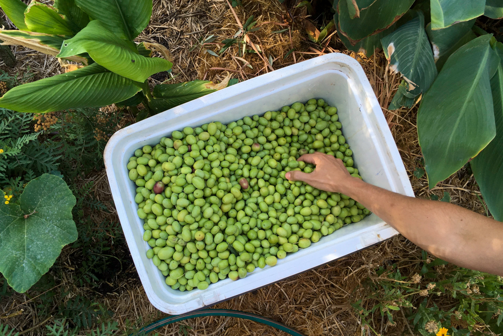 Starting the process of preserving olives - bright green olives sit in an cooler box, soaking in a saltwater brine