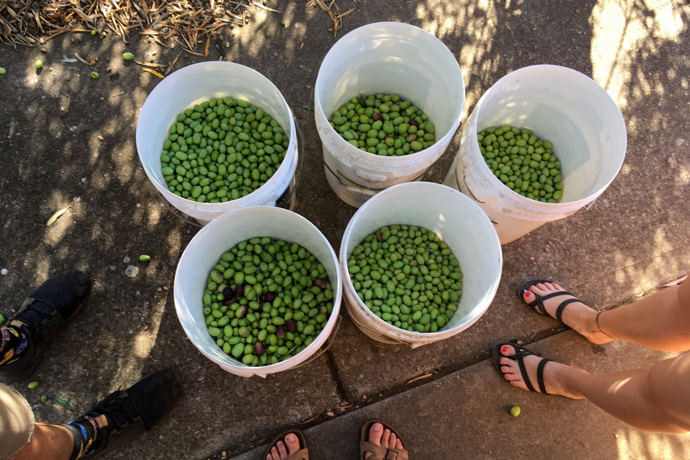 Three people learning about preserving olives, the Italian way - standing around five buckets full of fresh-picked olives.