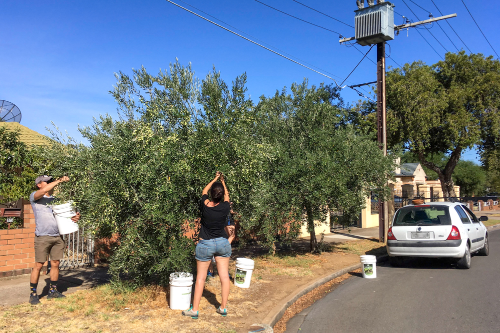 A man and a woman learning how to cure olives by helping to pick street olive trees.