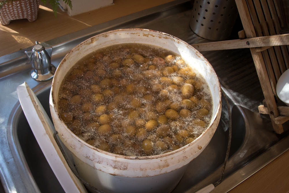 Curing olives sitting in a big bucket of salterwater brine.