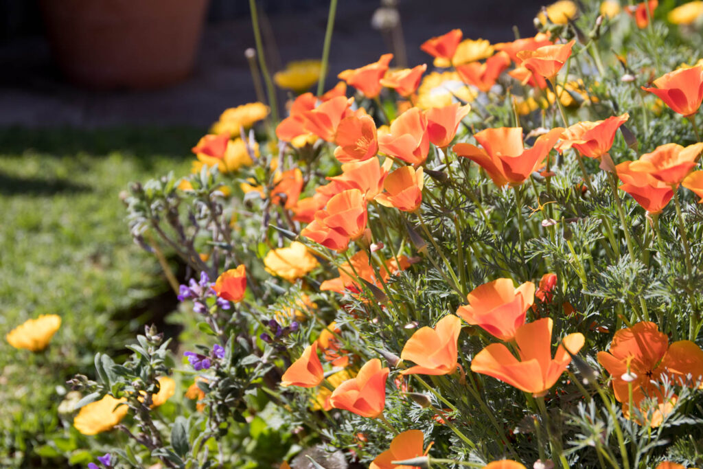 California poppies in Patrizia's herb garden.