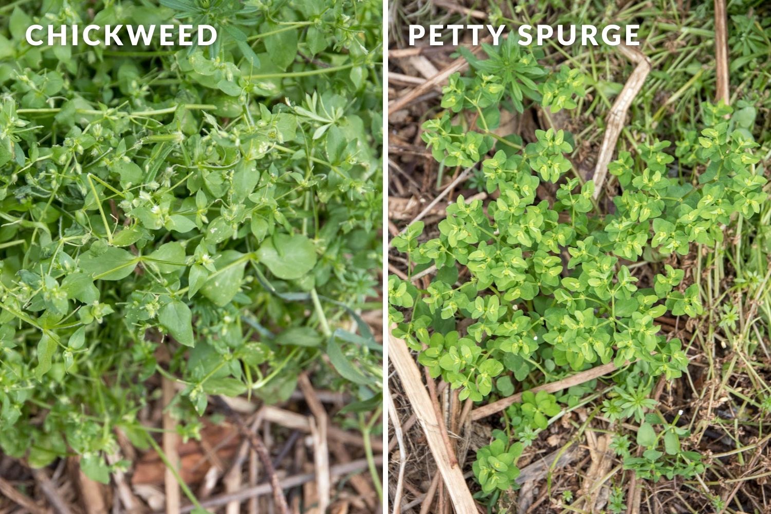 Chickweed versus petty spurge.