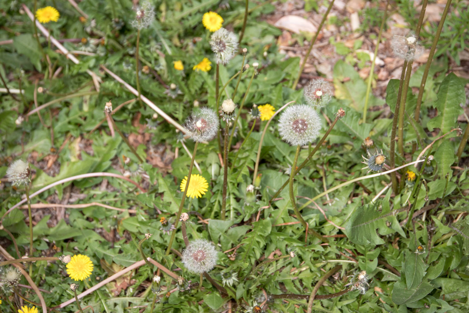 Dandelion at Patrizia's Herb Garden
