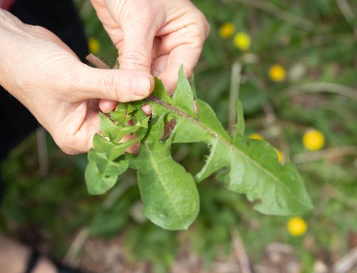 Using herbs as gentle medicine: 7 useful weeds to look for in your garden
