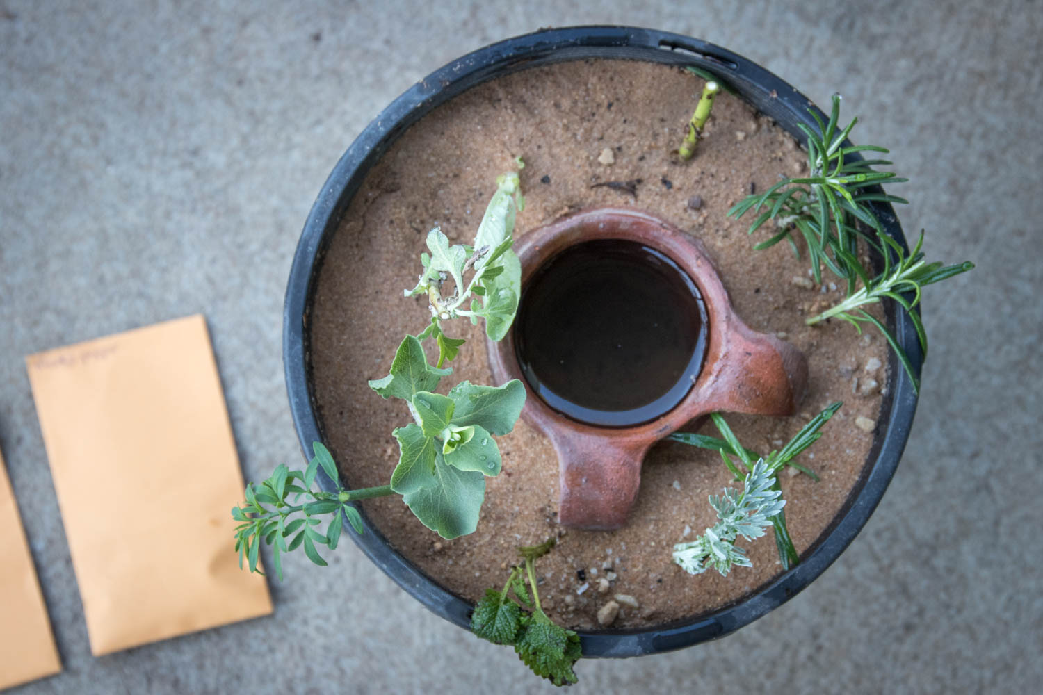 Herb cuttings from Patrizia's Herb Garden/