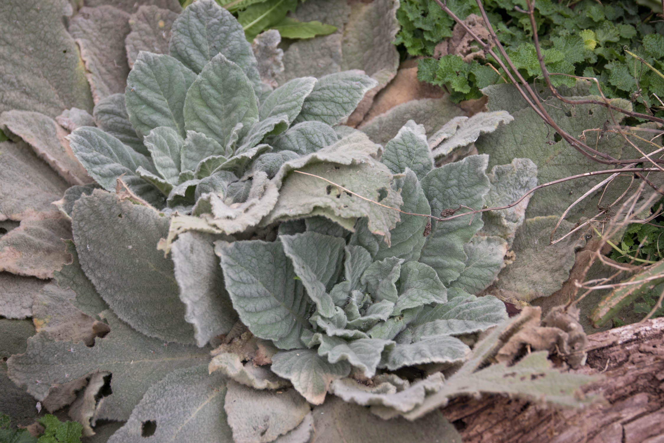 Mullein at Patrizia's Herb Garden.