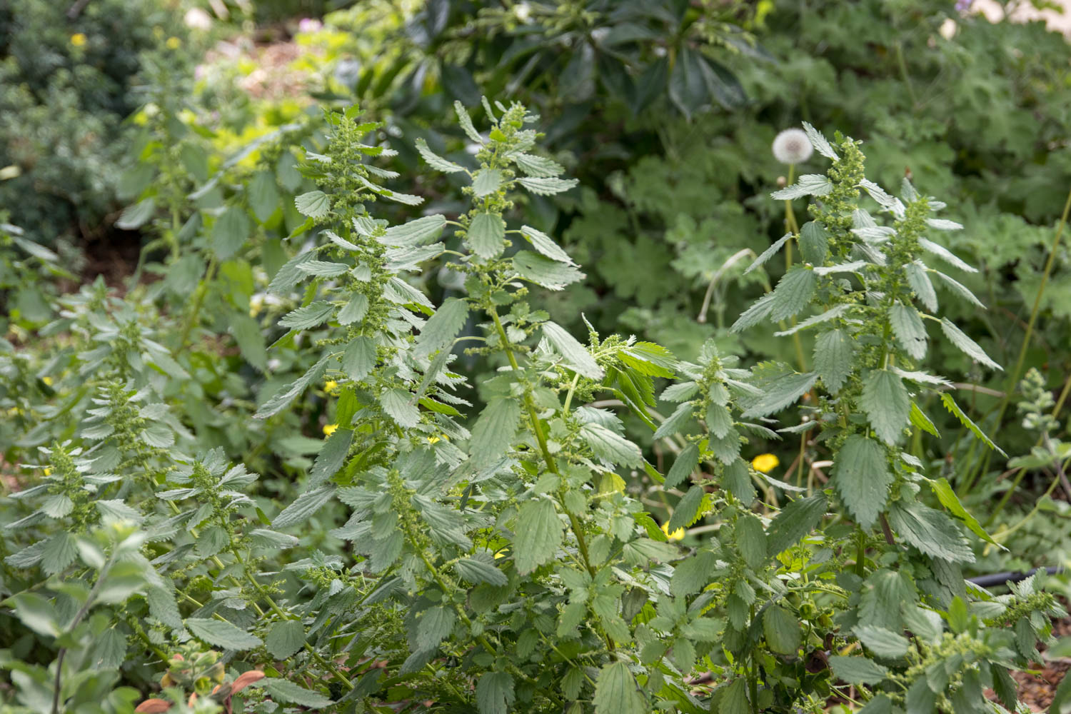 Nettle at Patrizia's Herb Garden.