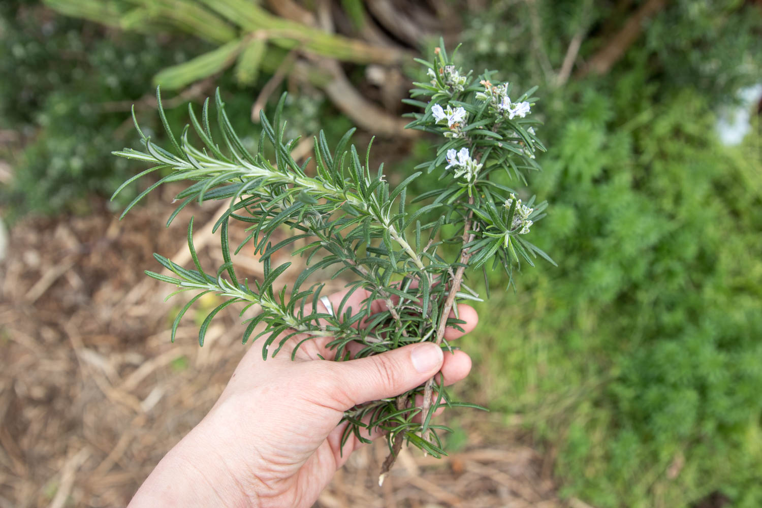 Rosmarinus officinalis at Patrizia's Herb Garden.