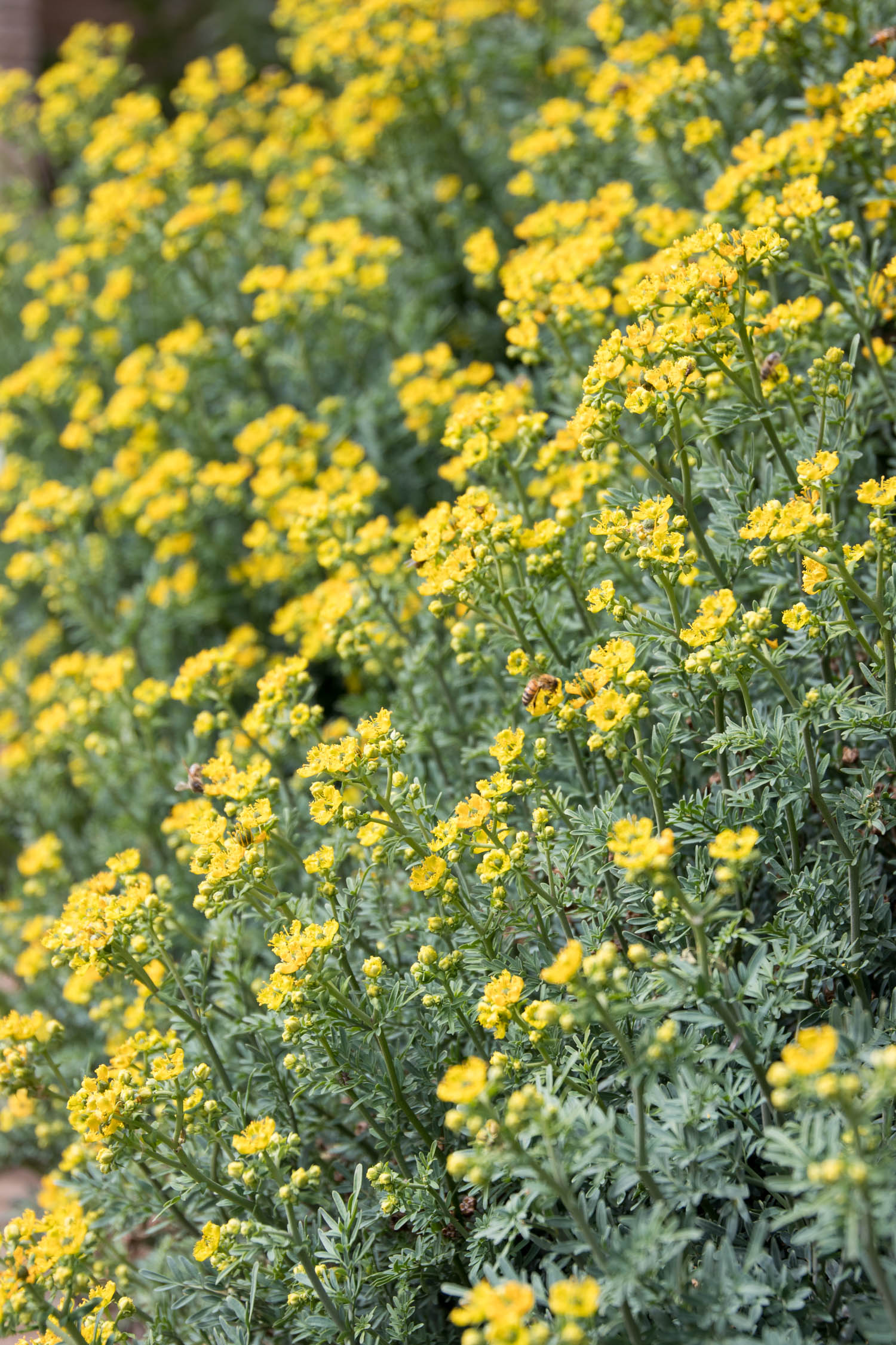 Rue at Patrizia's Herb Garden.