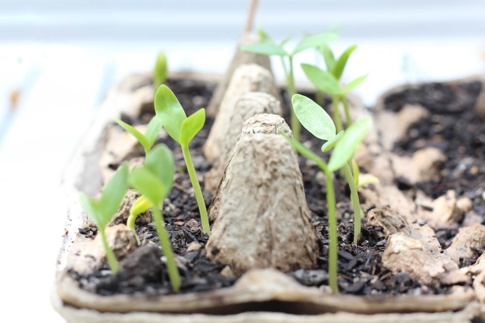 Instagram is full of so many inspiring photos - like this one, of seedlings growing.