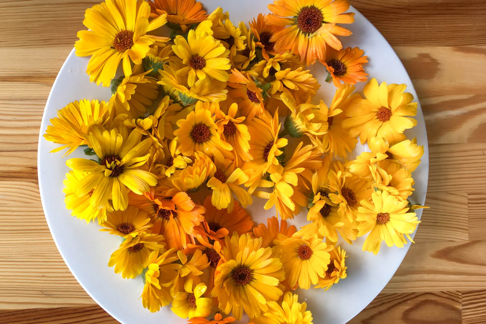 A plate of bright yellow homegrown calendula flowers, cut and ready to dry.