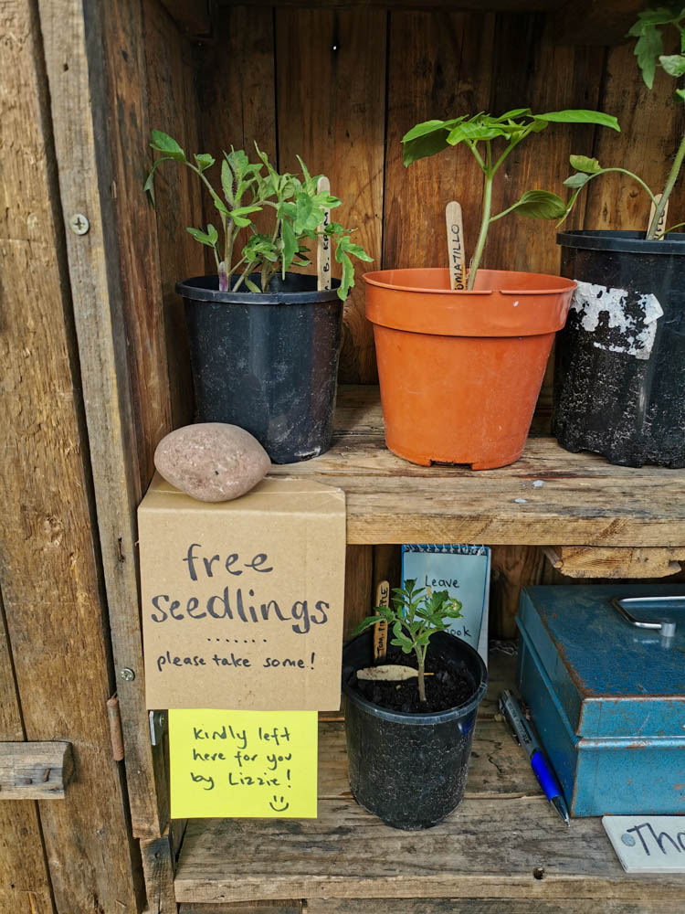 Free stuff - like these seedlings - are often left on my roadside stall.