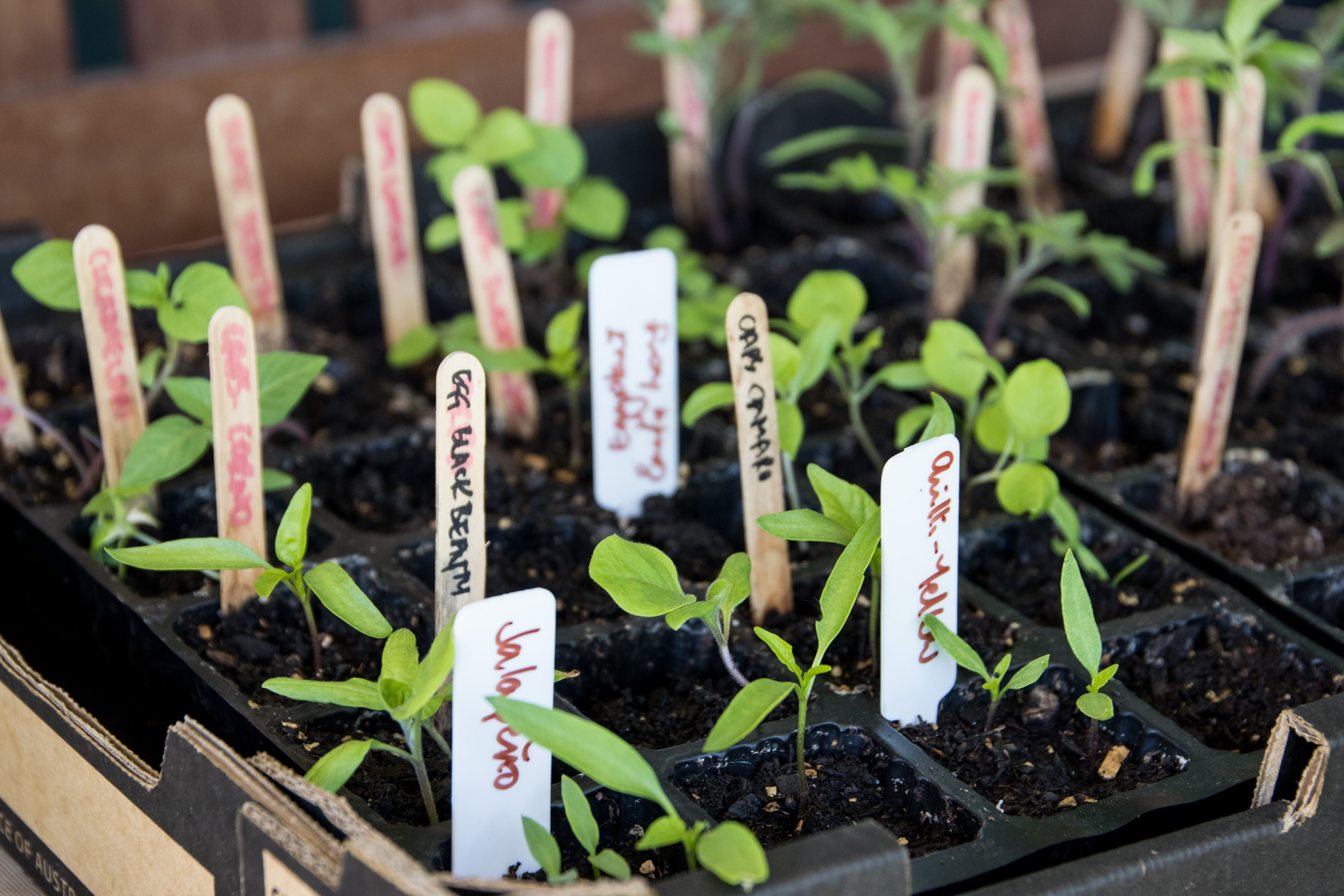 Baby veggie seedlings in a tray, ready to plant out.