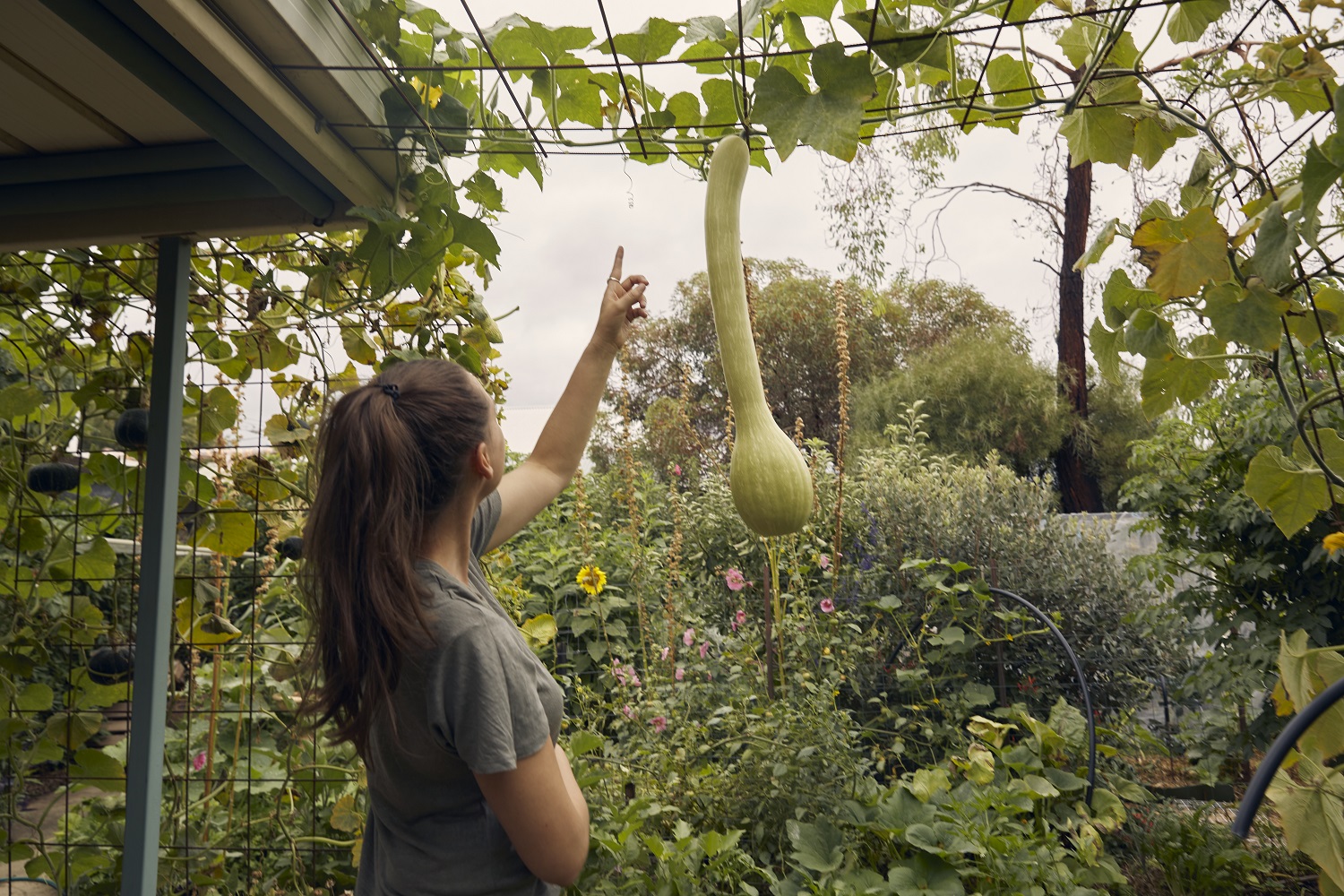Koren in my garden, looking at tromboncino plants.