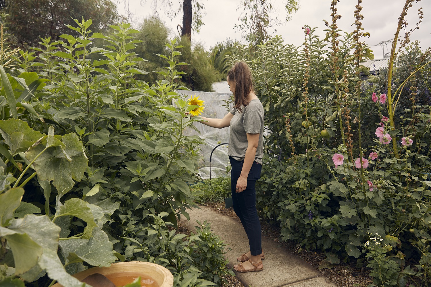 Koren in my backyard with edible plants - sunflowers, Jerusalem artichokes, an apple tree.