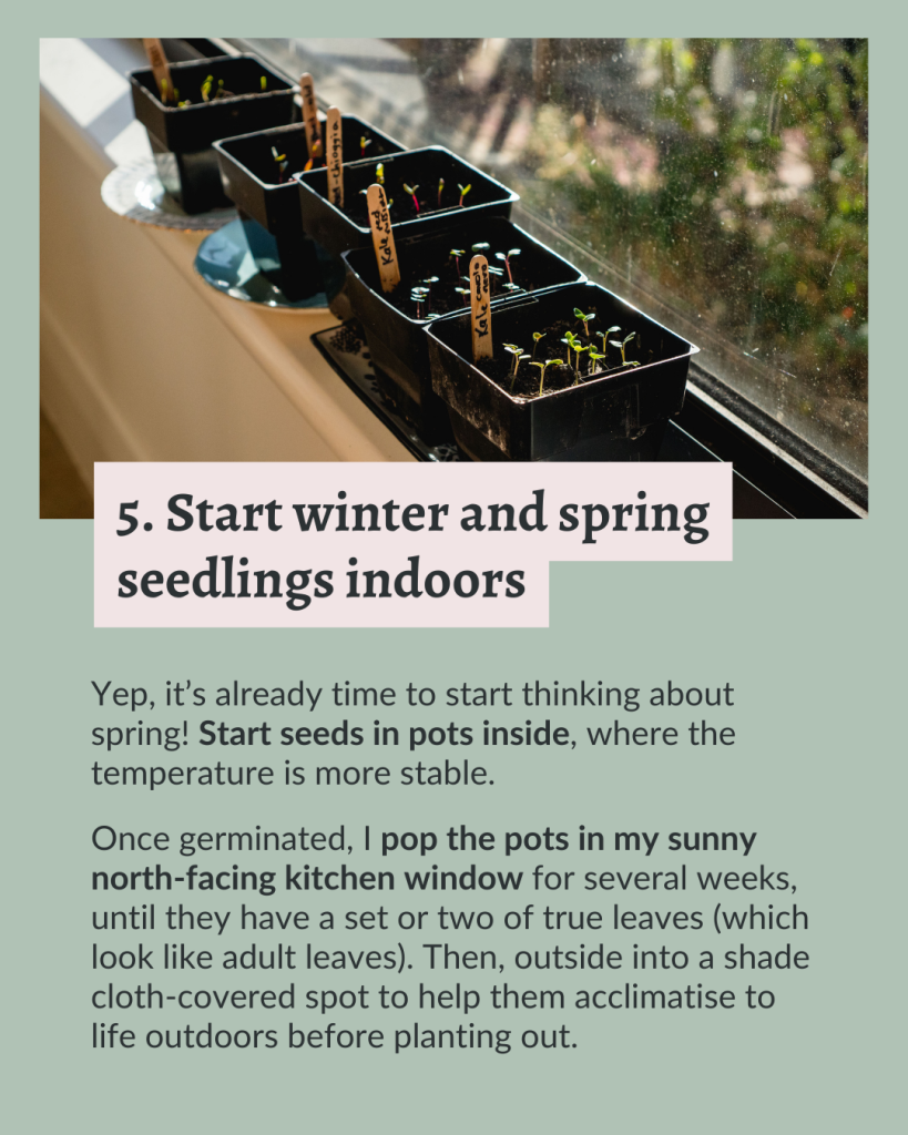 5. Start winter and spring seedlings indoors.
Yep, it’s already time to start thinking about spring! Start seeds in pots inside, where the temperature is more stable.
Once germinated, I pop the pots in my sunny north-facing kitchen window for several weeks, until they have a set or two of true leaves (which look like adult leaves). Then, outside into a shade cloth-covered spot to help them acclimatise to life outdoors before planting out.