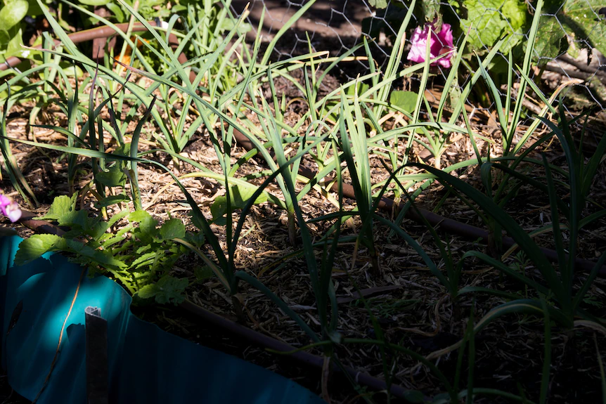 The sun and shade in my veggie patch.