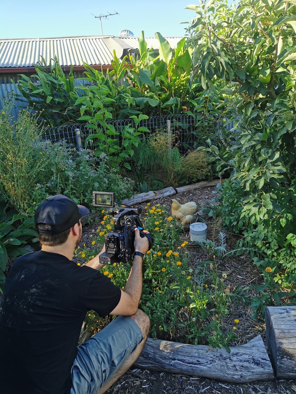 Guy Furner from The Forward filming chickens in my urban Adelaide permaculture garden