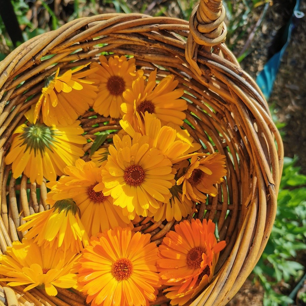 A basket of freshly picked calendula flowers
