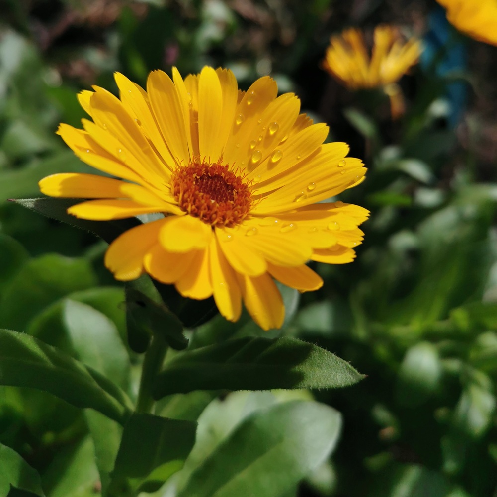 A calendula flower