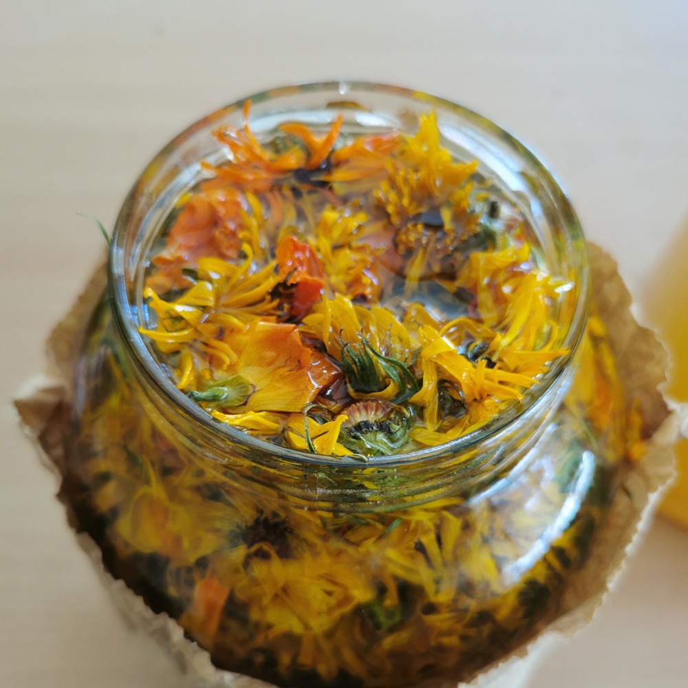 Calendula petals infusing in a jar of organic olive oil