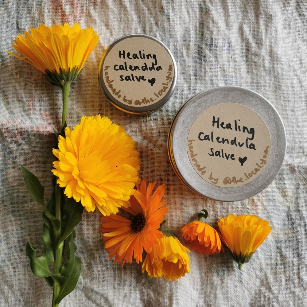 Pots of calendula salve beside fresh calendula flowers