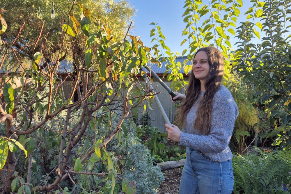 Koren Helbig pruning her nectarine tree