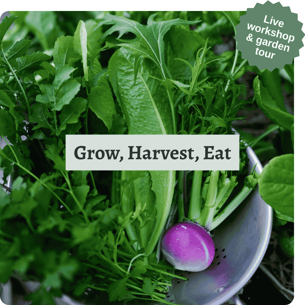 The words 'grow, harvest, eat' laid over a photo of freshly picked homegrown veggies
