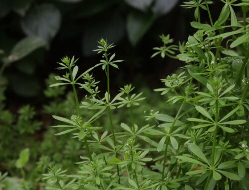 Foraging South Australia: 8 experts on wild food, mushrooms & edible weeds