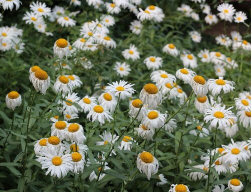 The 3 permaculture ethics: how to use them in business and marketing