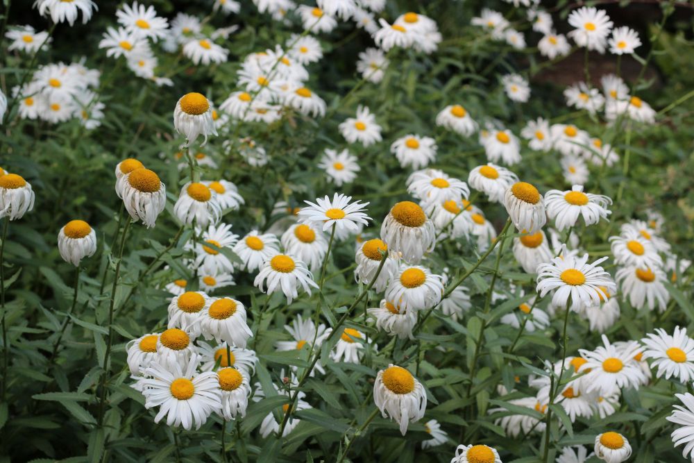 Yellow and white flowers